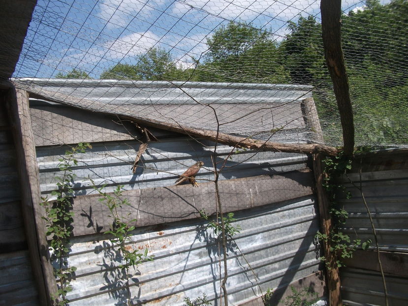 la tara 2016 mai 074