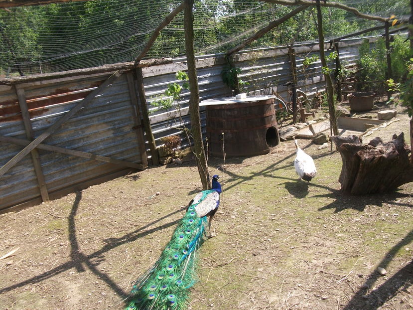 la tara 2016 mai 098 - POZE2016