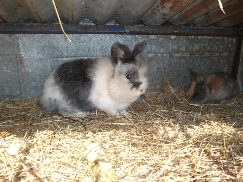 la tara 2016 mai 112 - POZE2016