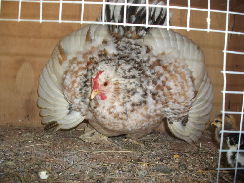 la tara 2016 mai 123 - POZE2016