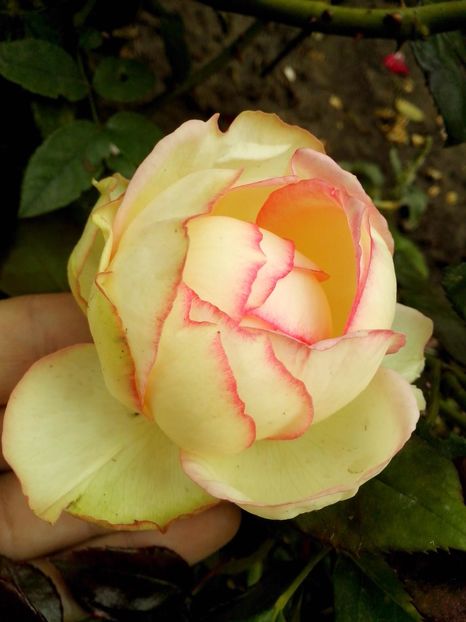 14311220_1030630930416734_5079972941517832790_o - 0 TRANDAFIRI 2016