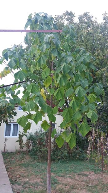 IMG-20160919-WA0002; Paulownia Tomentosa
