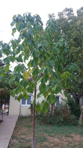 IMG-20160919-WA0003; Paulownia Tomentosa
