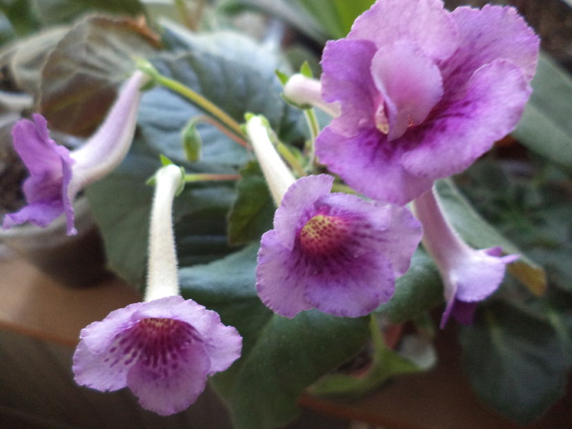  - gloxinii  si siningii 2016