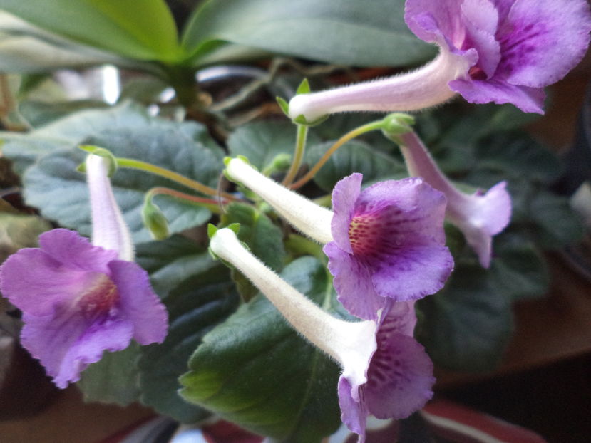  - gloxinii  si siningii 2016