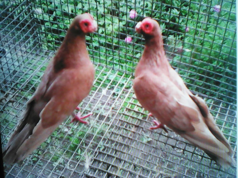  - B E R B E R I  ---    BARBS  PIGEONS