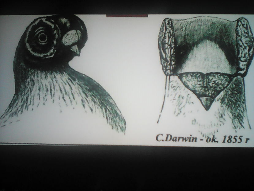 STANDARD  BARBS t 3 luni   DARVIN 1855 - B E R B E R I  ---    BARBS  PIGEONS