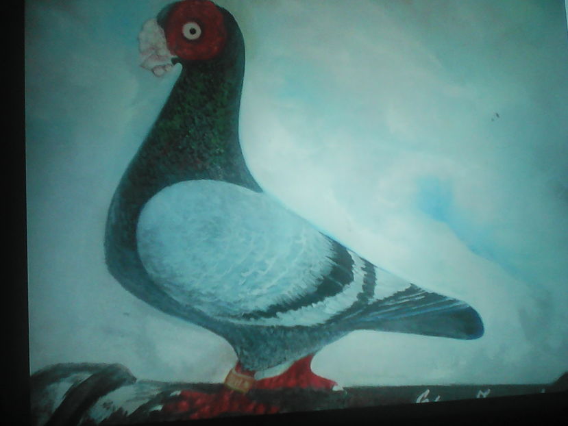  - B E R B E R I  ---    BARBS  PIGEONS