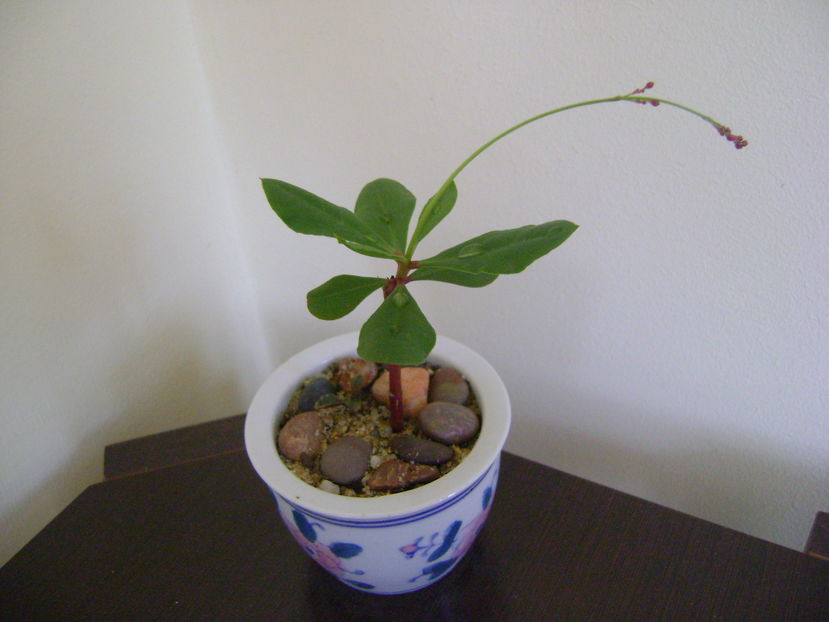 Talinum paniculatum, boboci