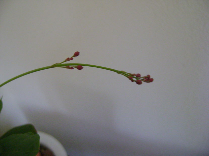 Talinum paniculatum