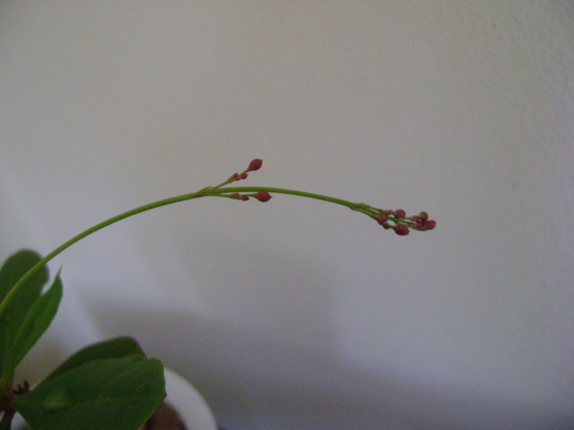 Talinum paniculatum