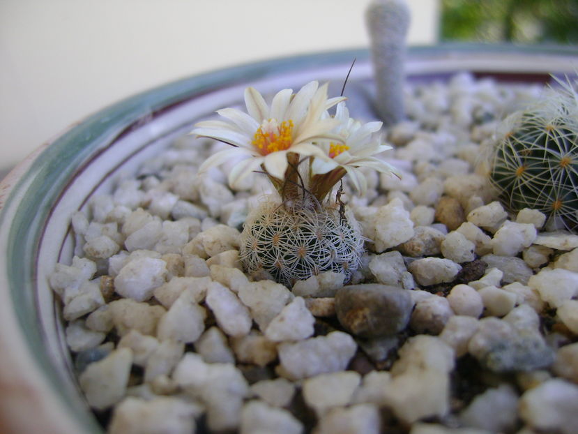 Turbinicarpus krainzianus v. lausserii