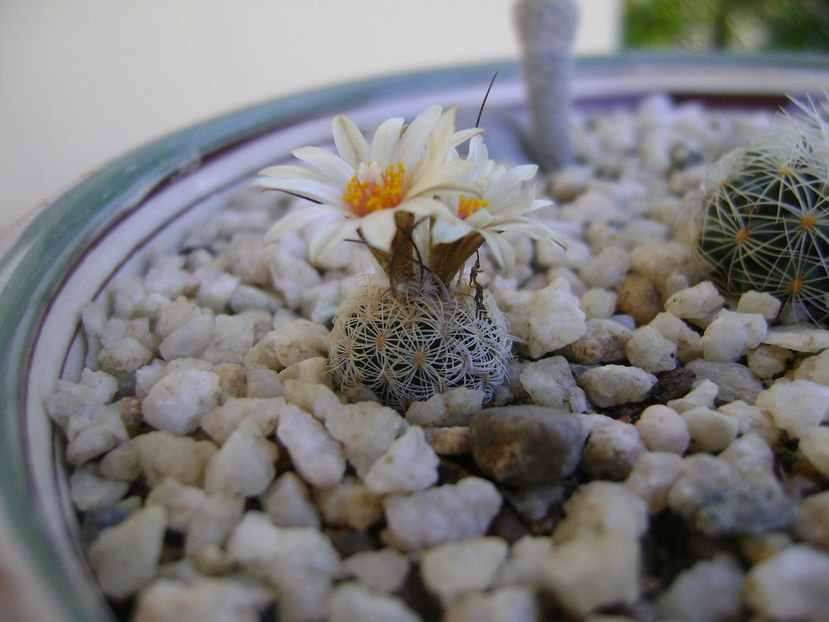 Turbinicarpus krainzianus v. lausserii