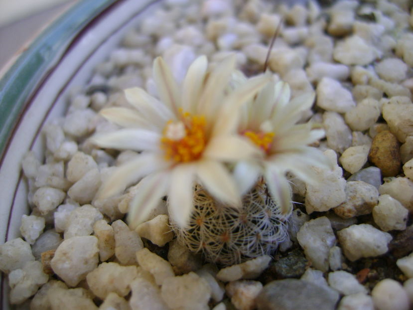 Turbinicarpus krainzianus v. lausserii - Cactusi 2016 bis