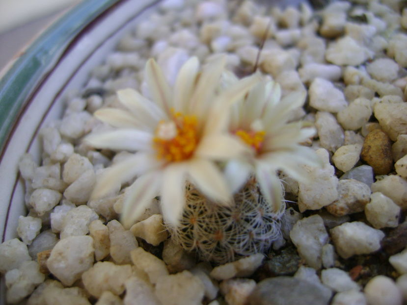 Turbinicarpus krainzianus v. lausserii