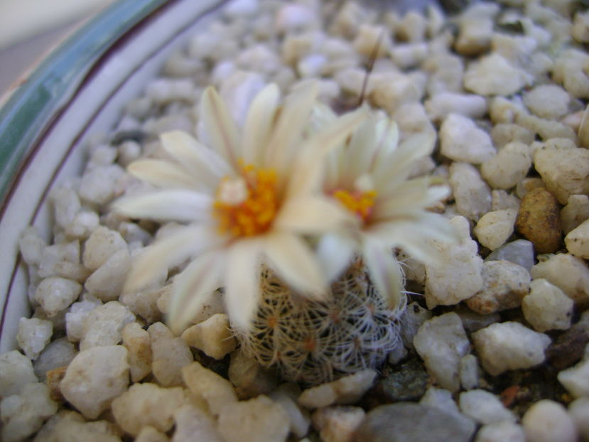 Turbinicarpus krainzianus v. lausserii