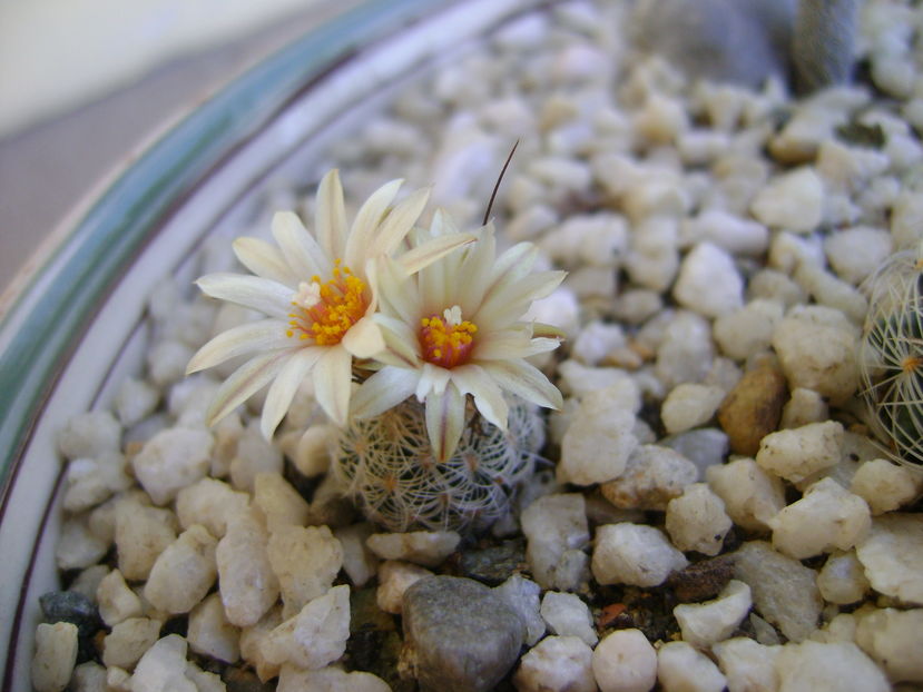 Turbinicarpus krainzianus v. lausserii