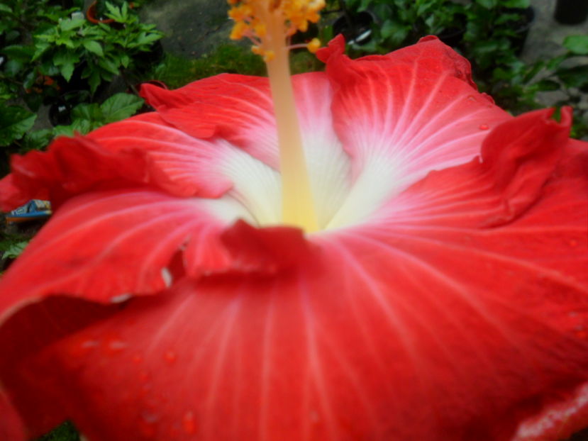  - hibiscusi2016-7