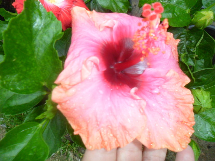  - hibiscusi2016-7