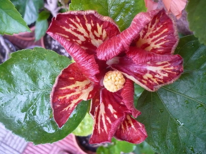 P1300045