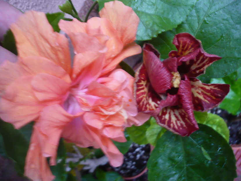 P1300048