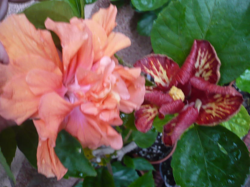 P1300049