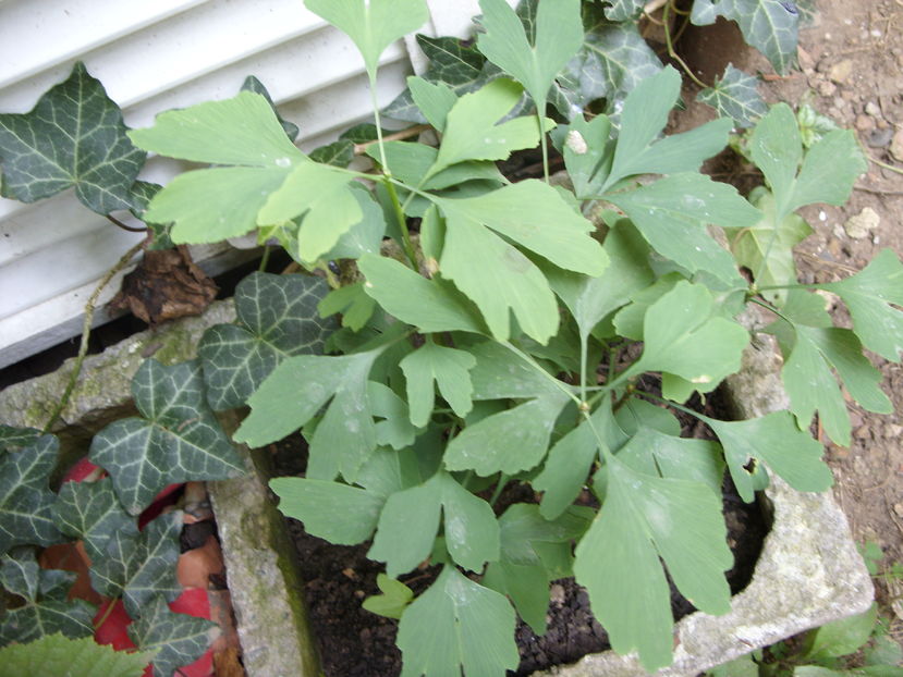 ginko biloba - gradina