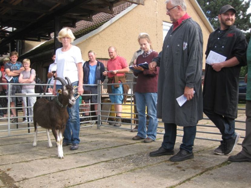 Capra Thuringer la examinare