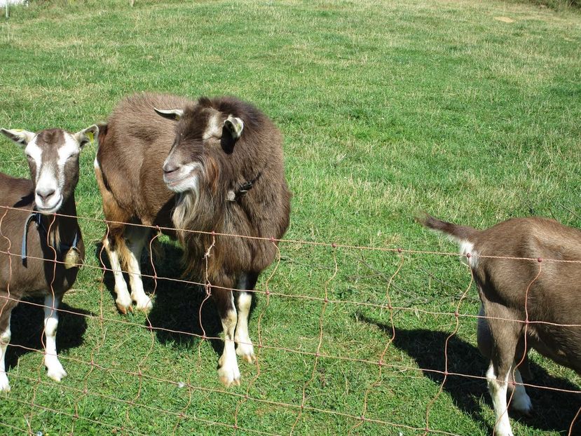 Capre si Tap Thuringer-8cn