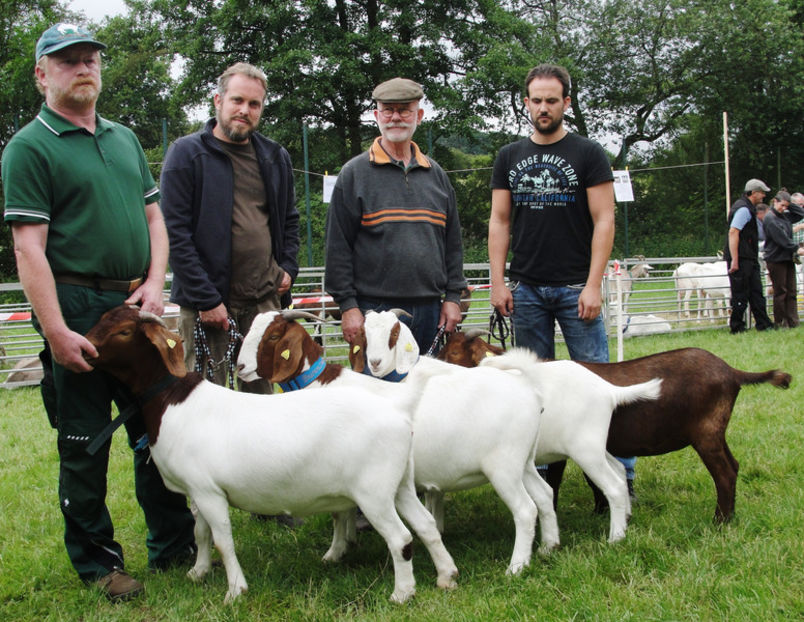 Caprele Boer de carne-8vs