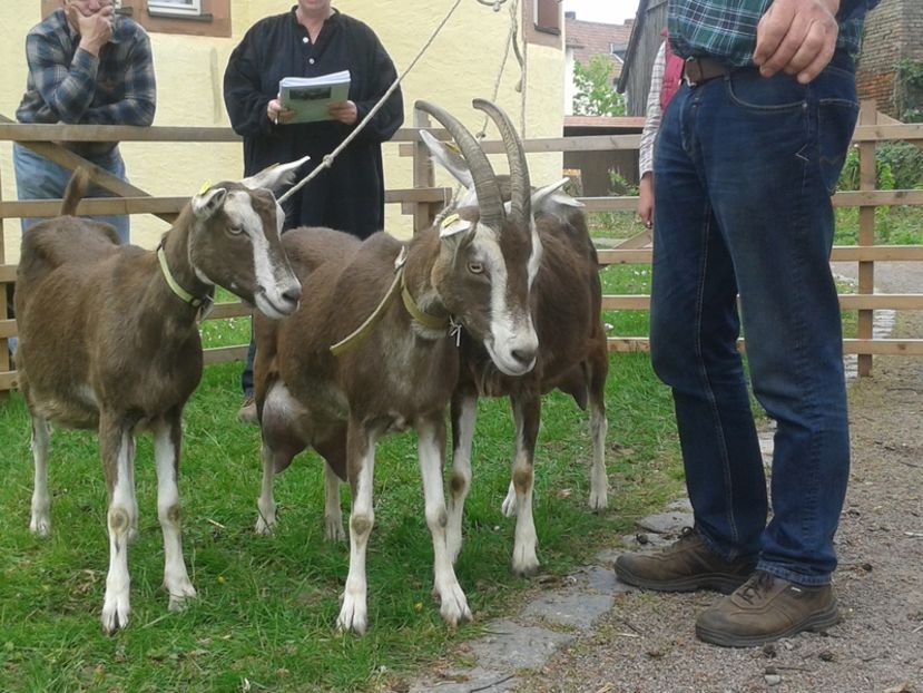 Capritele Thuringer cu lapte