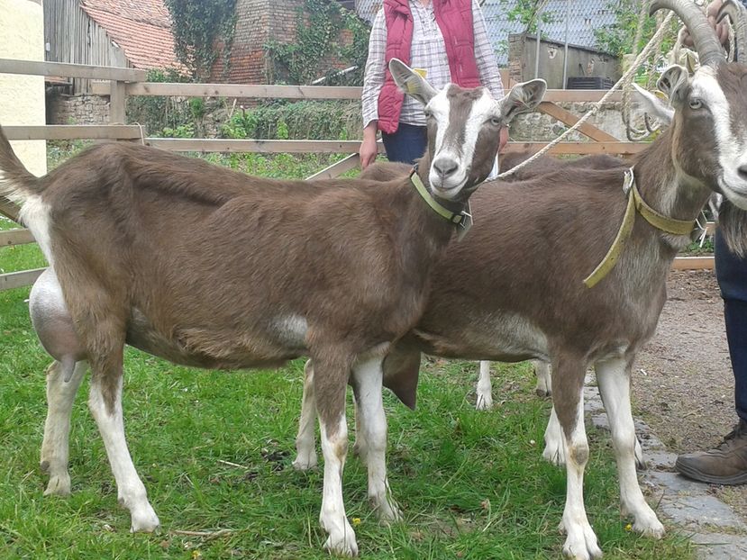 Doua caprite Thuringer-833