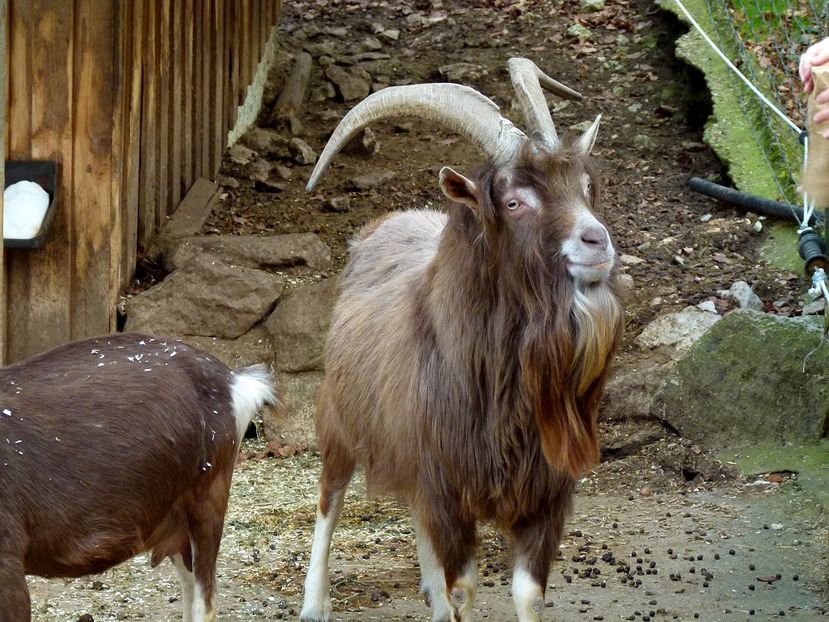 Tap Thuringer frumos-65t