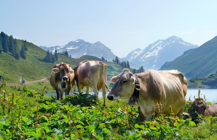 Brunele Alpine stramosul Brunei de Maramures - RASE DE VACI FRUMOASE-2