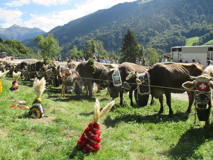 Brunele impodobite-ju88