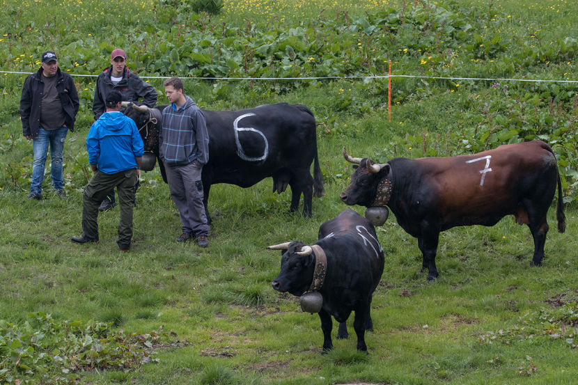 O rasa luptatoare-645