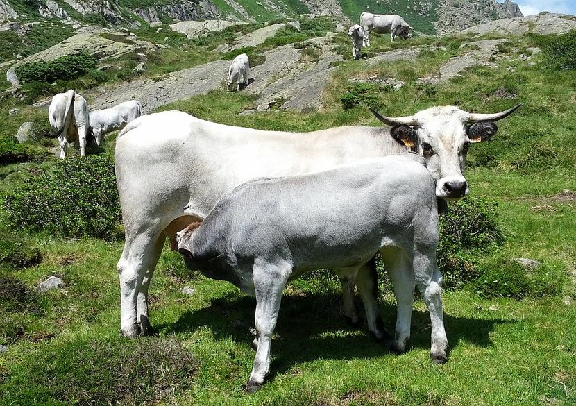 Rasa de vaci Gasconne-5 - RASE DE VACI FRUMOASE-2