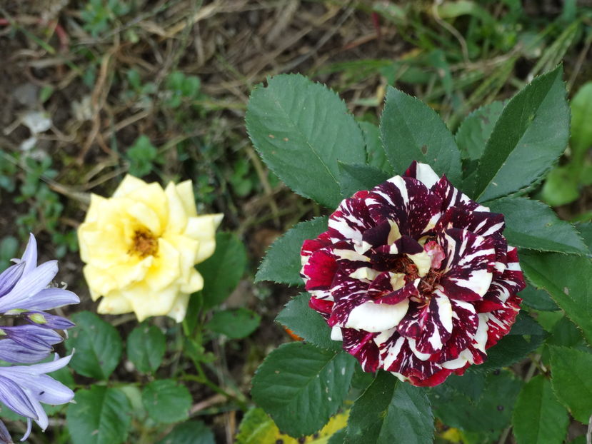 Ambele flori sunt de la aceeasi planta - Trandafiri 2016