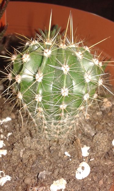 Echinopsis oxygona