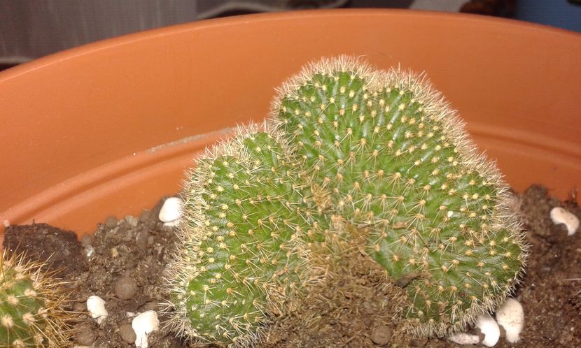 Cleistocactus winteri forma cristata - Cactaceae