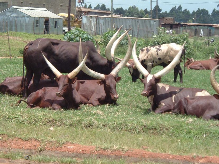 Vaci rasa Acholi din Uganda