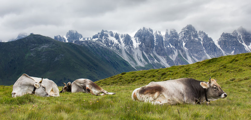Vacile Braunvieh la pasune alpina