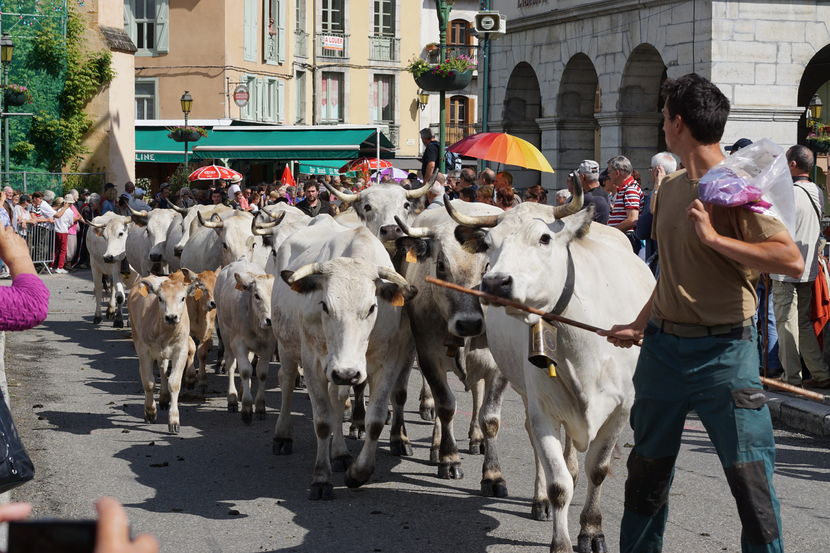 Vacile prin oras-6csx