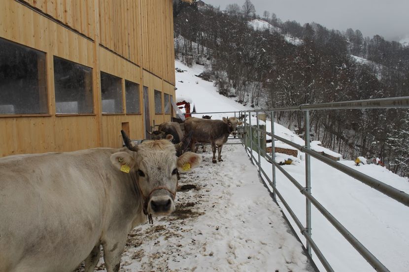 Vacutele brune de elvetiene