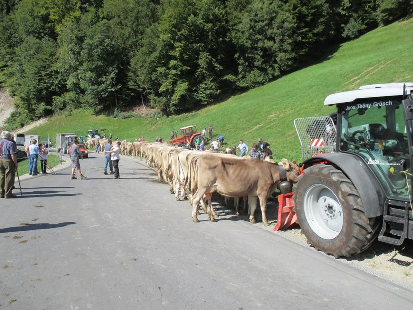 Vacutele la marginea drumuslui