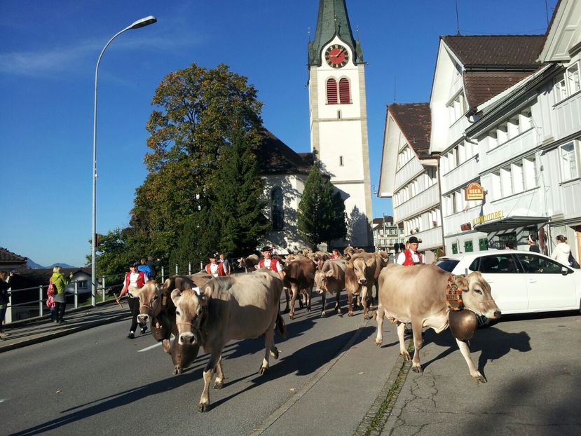 Vacutele prin oras - RASE DE VACI FRUMOASE-2