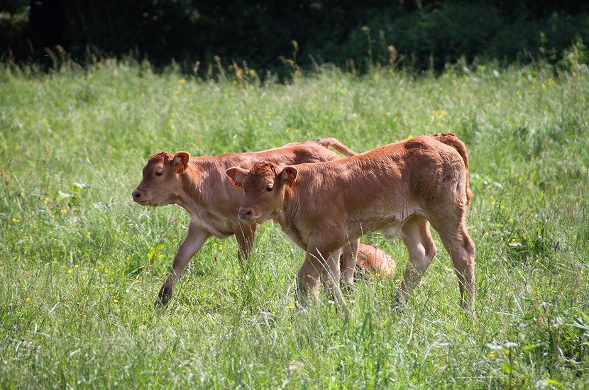 Vitelusii roscovani-4 - RASE DE VACI FRUMOASE-2