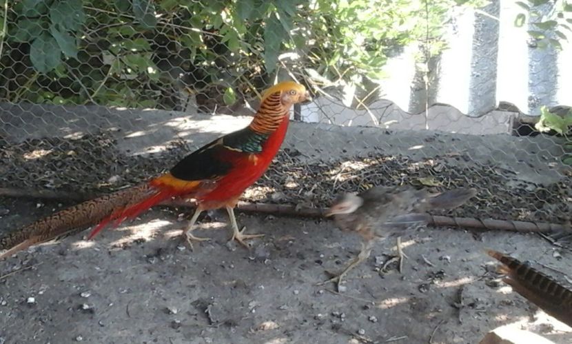 IMG-20160909-WA0004 - Copy