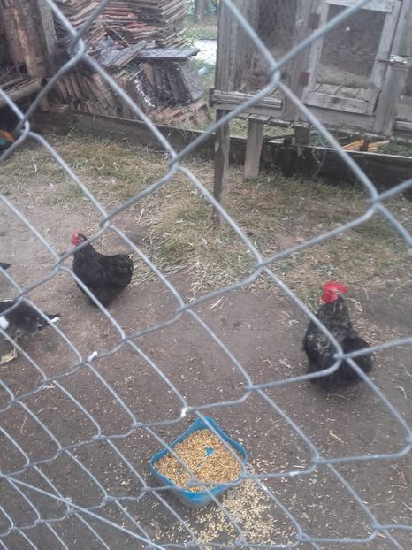 Pereche de cochinchina pitic