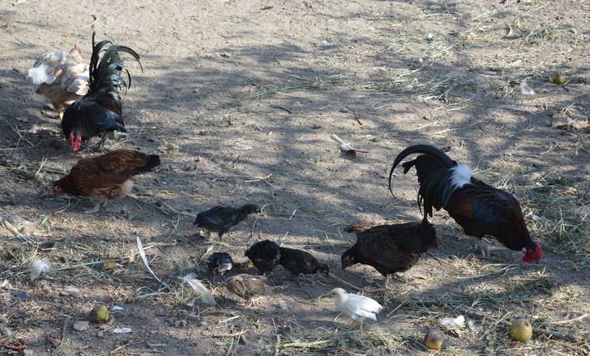 familie extinsa - A2 - Pitice de Corbeanca